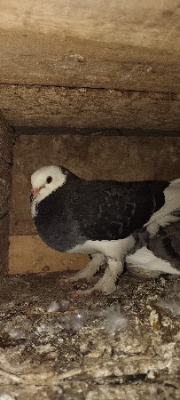 ચોટી મોજરા , સિરાજી ,