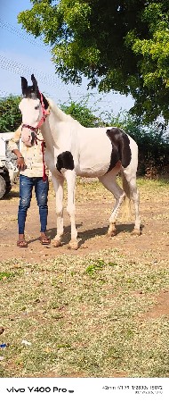 આ ઘોડી વેચવા ની છે