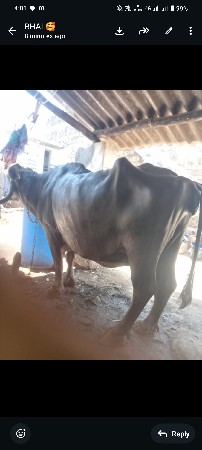 દેવાભાઈયસિધલ