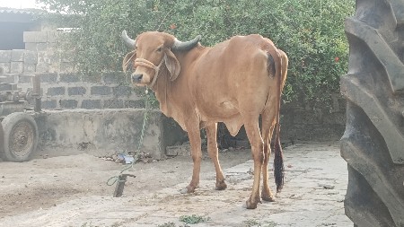હોળકી વેચવાની છે