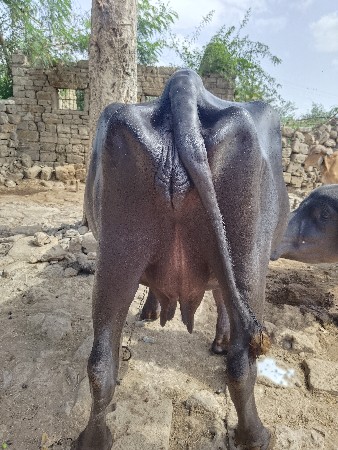 ભેંસ વેચવા ની છે.