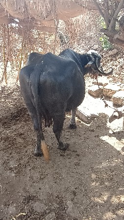 ભેંસ વેચવાની છે