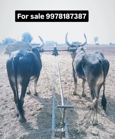 બળદ વેચવાના છે