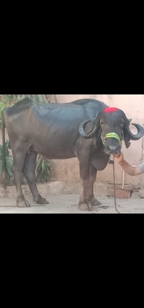 ભેંસ વેચવાની છે