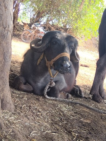 આ ખડેલા વેચવાનાછે