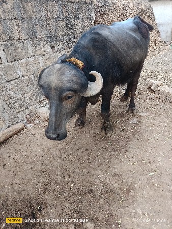 ખડેલી વેચવાની સે