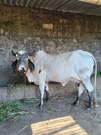 વેચવાની છે