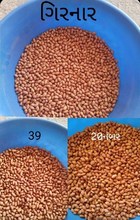 39 નંબર અને ગિરનાર અને 20 નંબર
