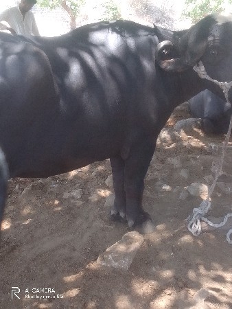 આં‌ ખડેલી વેચવાની છે પાકડ છે