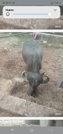 pakal khalelu pelu vetar