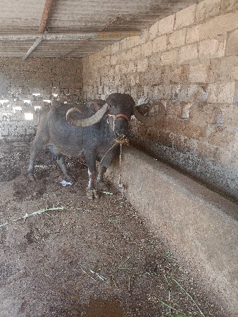 ભેંસ વેચવાની છે