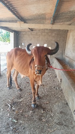 1 બળધ વેચવાનો છે