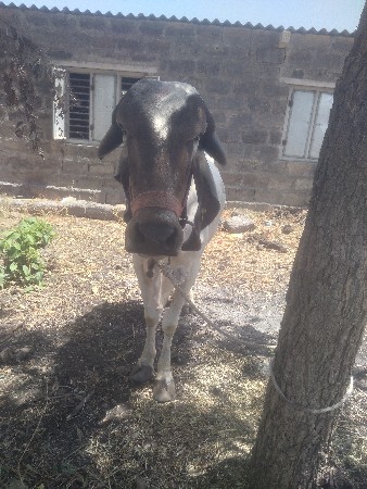 ગાય