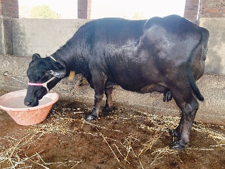 ભેહુ બૈય વેચવાની હે