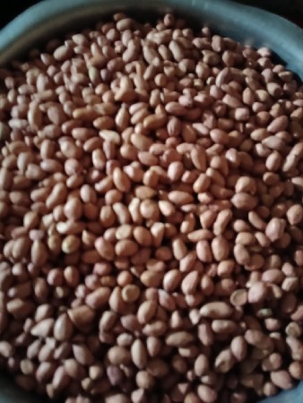 માંડવી ના દાણા વેચવા ના છે