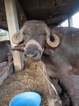 ભેંસ વેચવાની છે