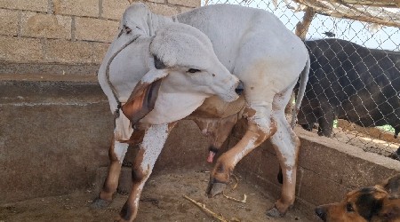 ખુટ વેચવાનો છે