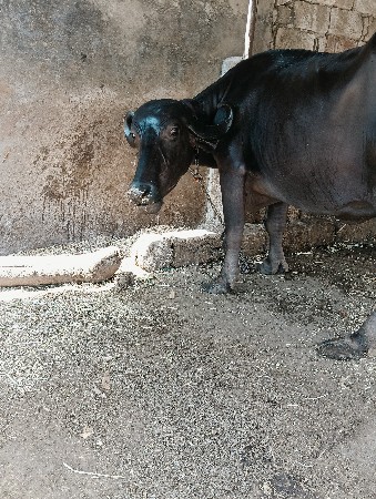 ભેંસ વેચવાની છે વેતર 3