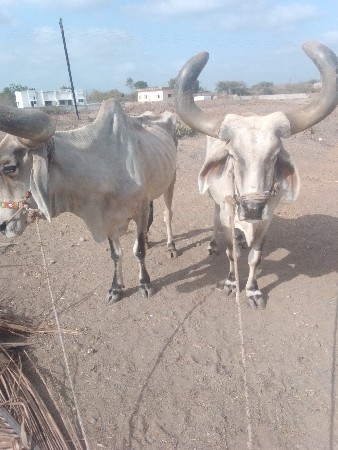 બળદ ની કિંમત ગામ ભીંડા