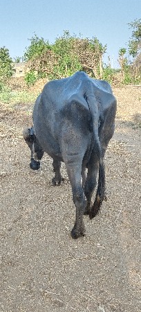 ભેંસ વેચવાની છે