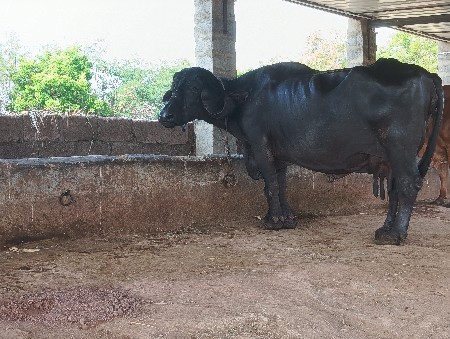 ભેસ વેચવા ની છે