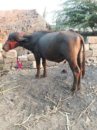 પાંચ પાડા છે