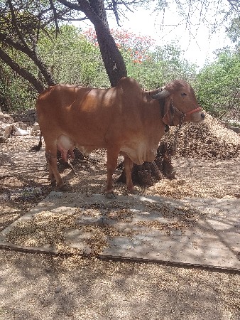 ગાય વેચવાની સે