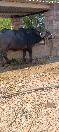 ભેસ