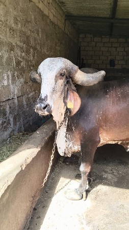 ગાય વેચવાની છે