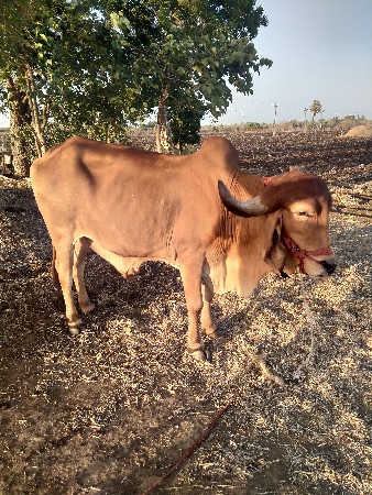 હાલતોછે  બધીજવા બદારી