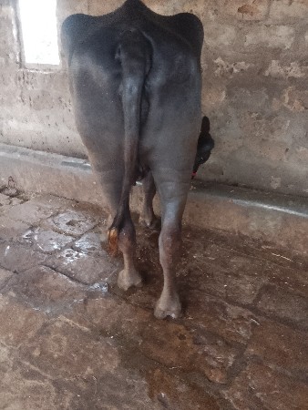 ખડેલું પાંચ વર્ષનું લંબાઈ પૂરી