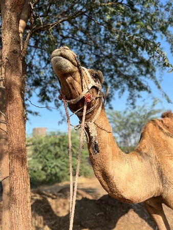 ઊંટ વેચવાનો છે