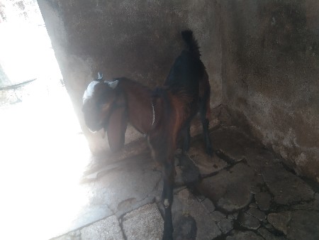 વેચવાના