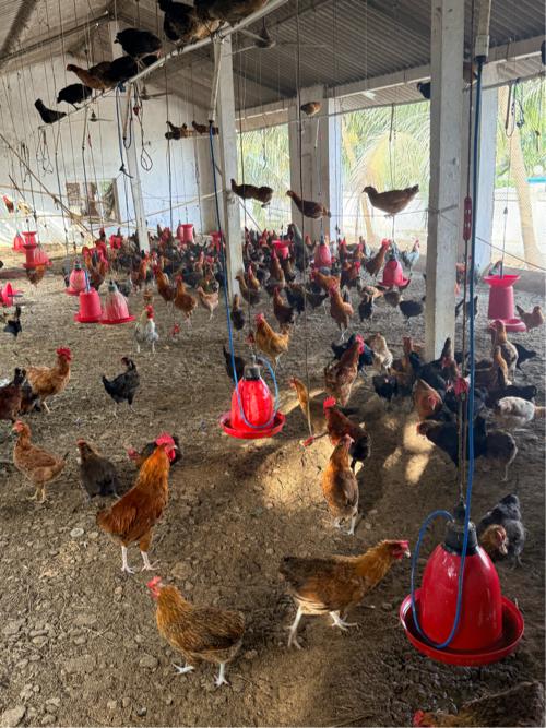 સોનાલી દેસી મરઘાં અને મરઘી