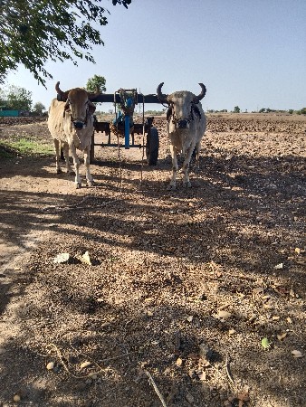 ગોંઢલા વેચવાના છે