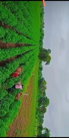 બળદ વેચવાના છે