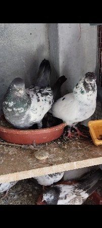 કબૂતર વેચવાના છે