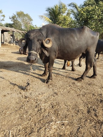 વેચવા ની છે.