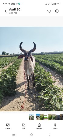 ગોડલો વેચવાનો છે