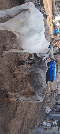 બળદ વેચવાના છે