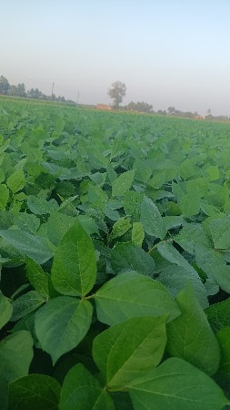 અડદ ભૂકો વેચવાનો છે.2.5 વિધાનો