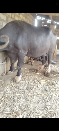 ભેંસ વેચવાની છે