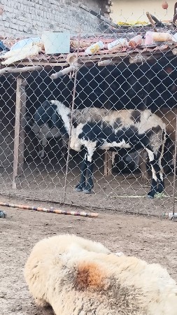ઘેટો વેચવાનો છે કીમત અંદાજે ૪૦