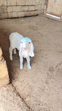 ઘેટો વેચવાનો‌ છે