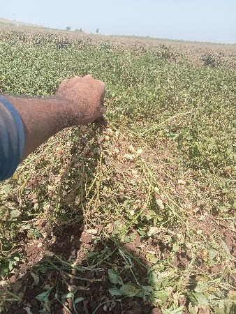 વીસ‌ લીધા ભુકો વેચવાનો છે