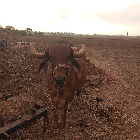ગાય વેતર 3