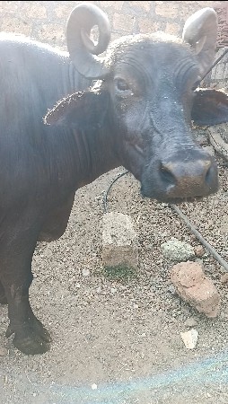 આ ભેંસ વેચવા ની છે