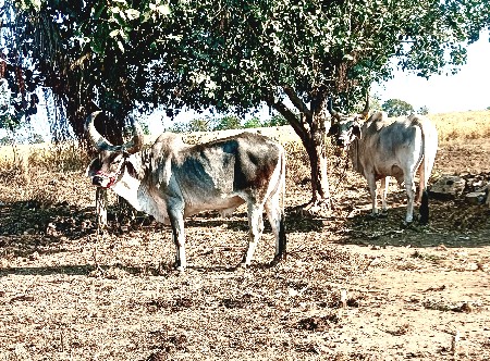 બળદ વેચવા ના છે