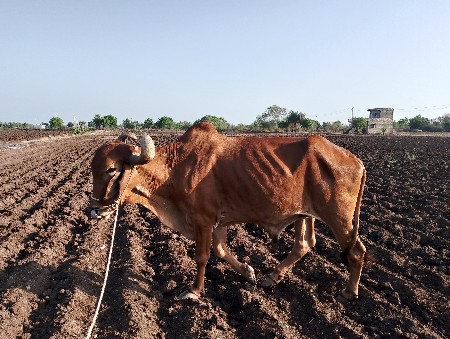 બળદ વેચવાનો છે