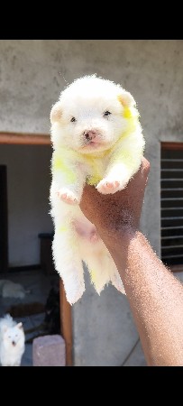 PUPYS
